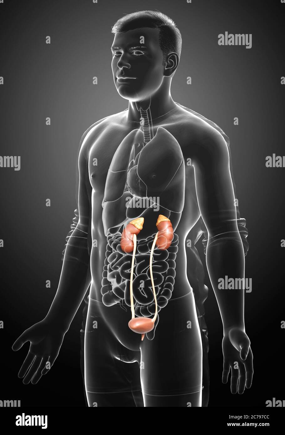 3d rendered, medically accurate illustration of the kidneys Stock Photo ...