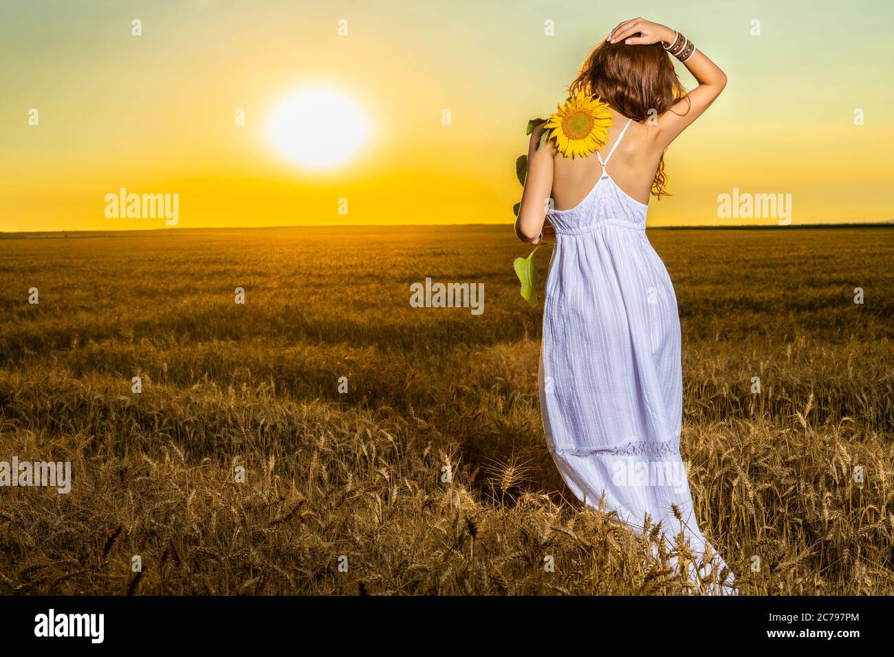 Beautiful woman in white dress in a wheat field with a sunflower flower ...