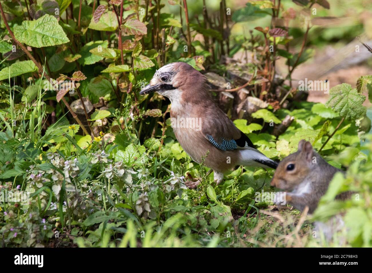 Jay searching for food on forest floor. Stock Photo
