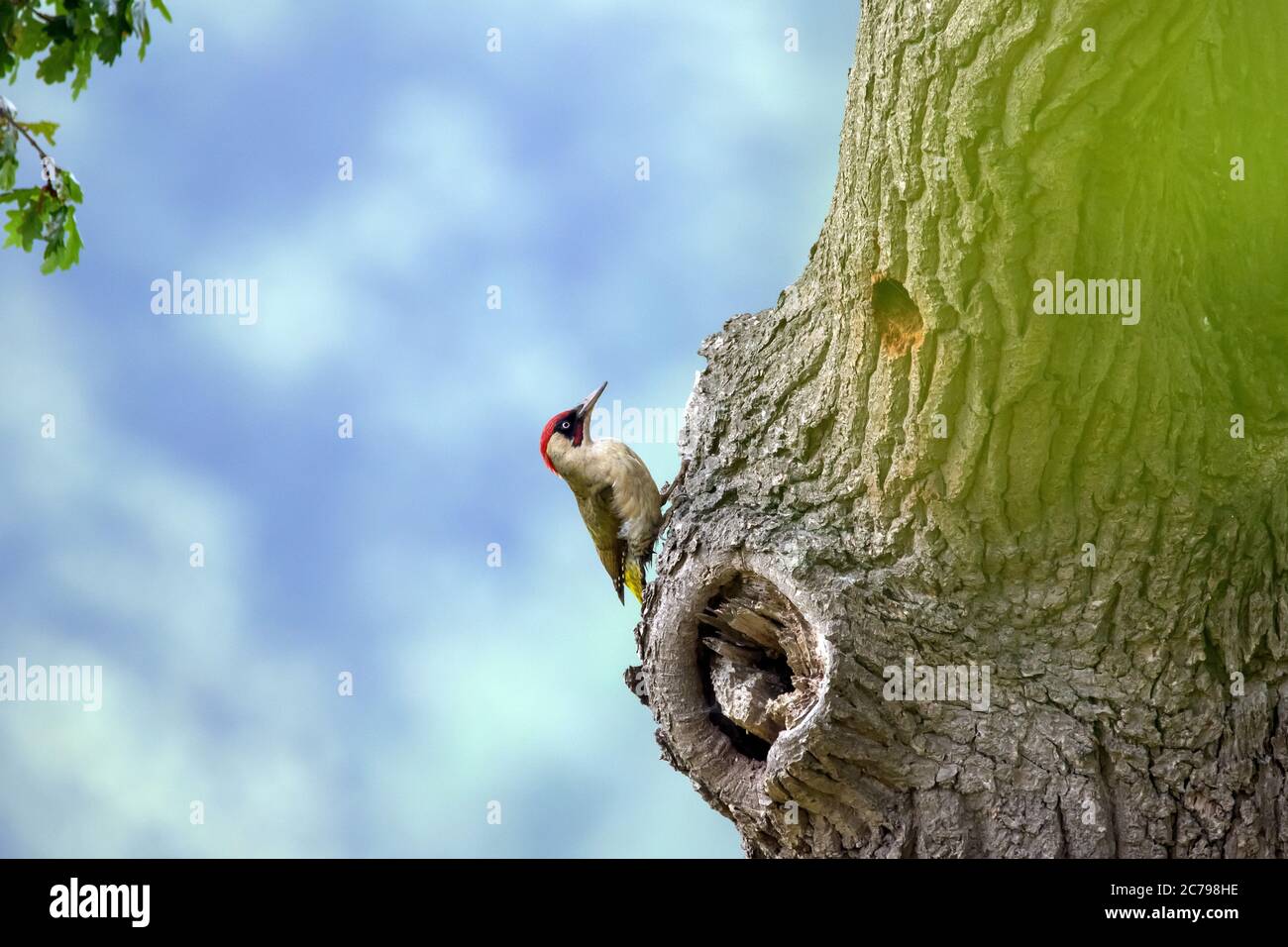 Green Woodpecker male at nest hole. Stock Photo