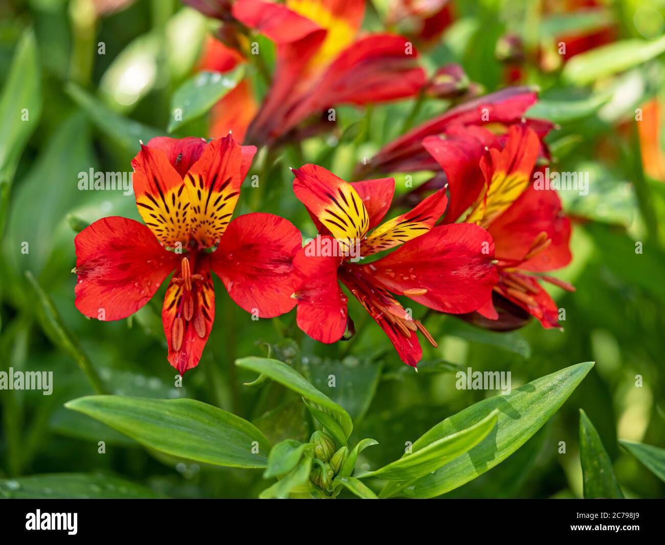 Closeup of the beautiful orange and yellow flowers of the Peruvian lily Alstroemeria Moulin Rouge Stock Photo