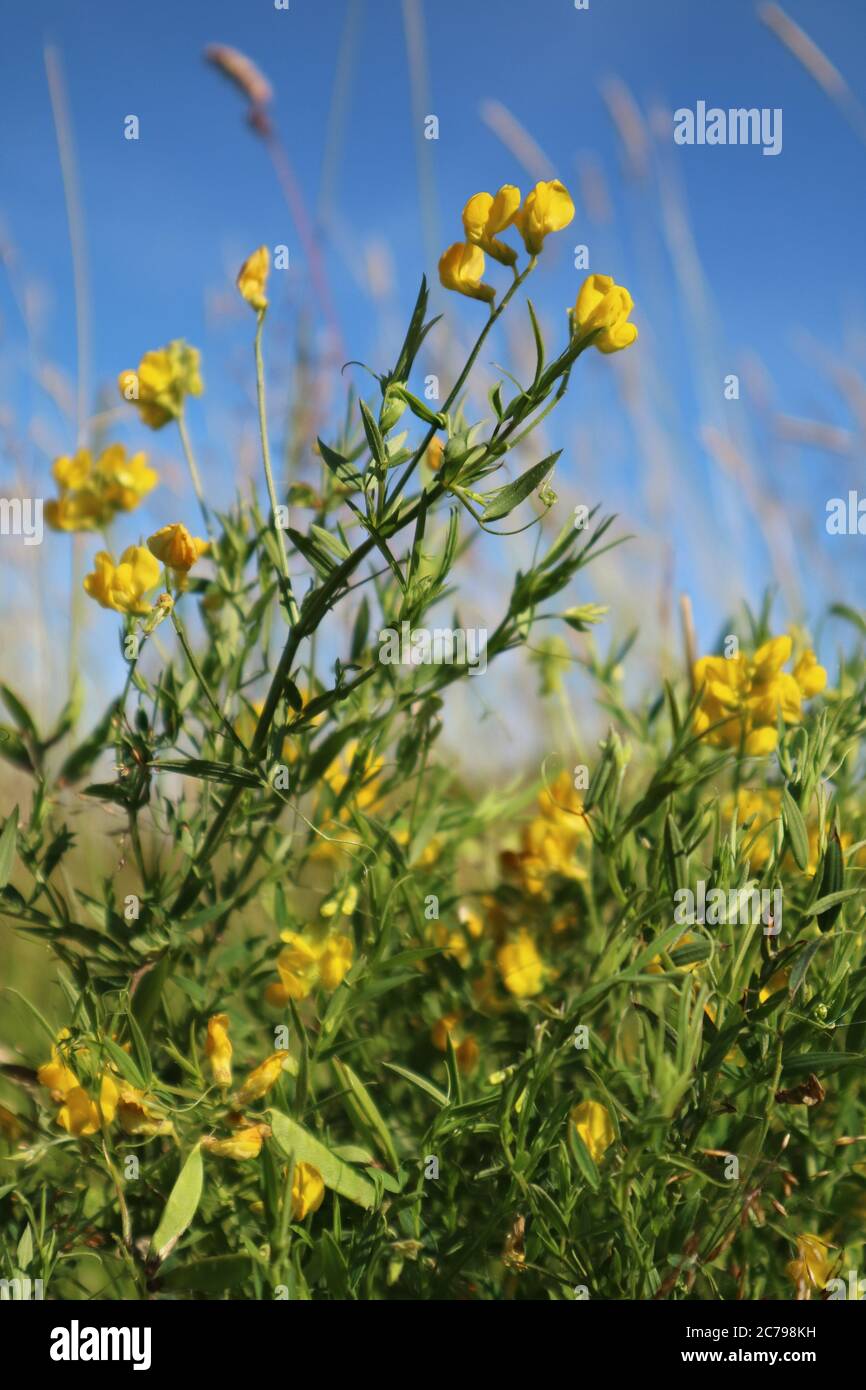 Lathyrus chloranthus yellow sweet pea flowers hires stock photography