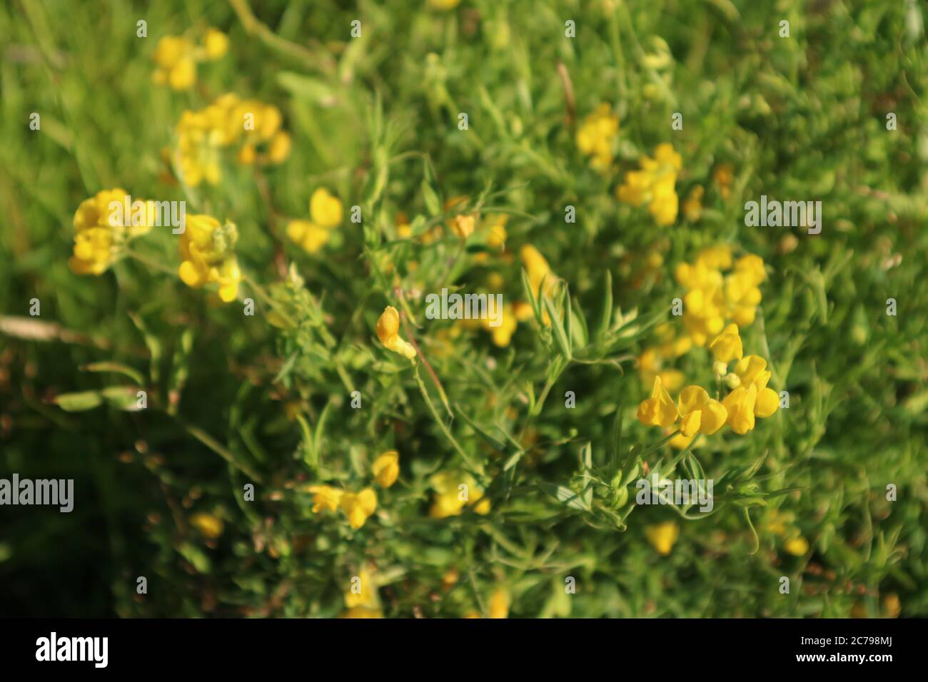 Lathyrus chloranthus yellow sweet pea hires stock photography and