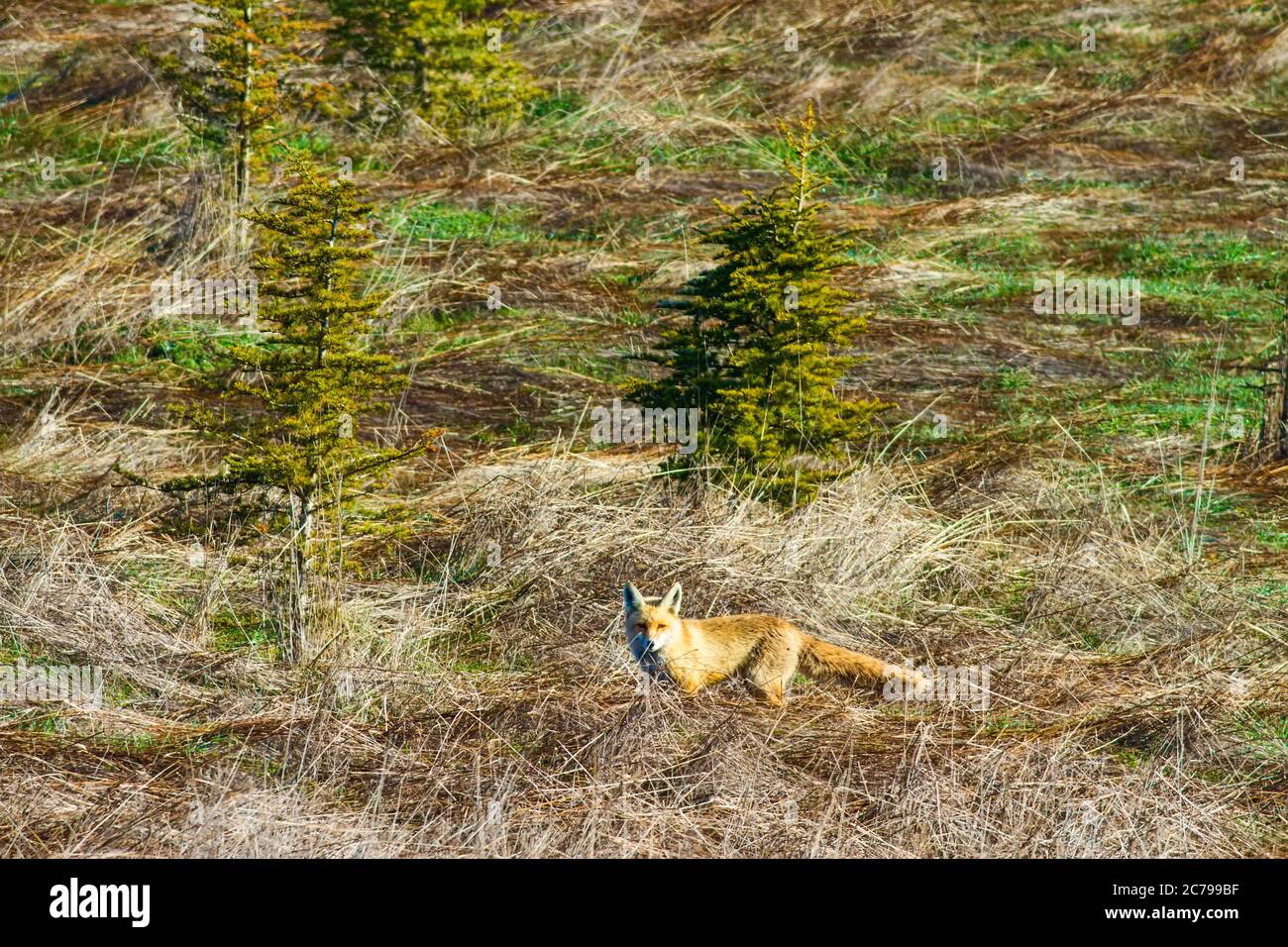 Fox and dry graass background. Animal; Red Fox. Vulpes vulpes Stock ...