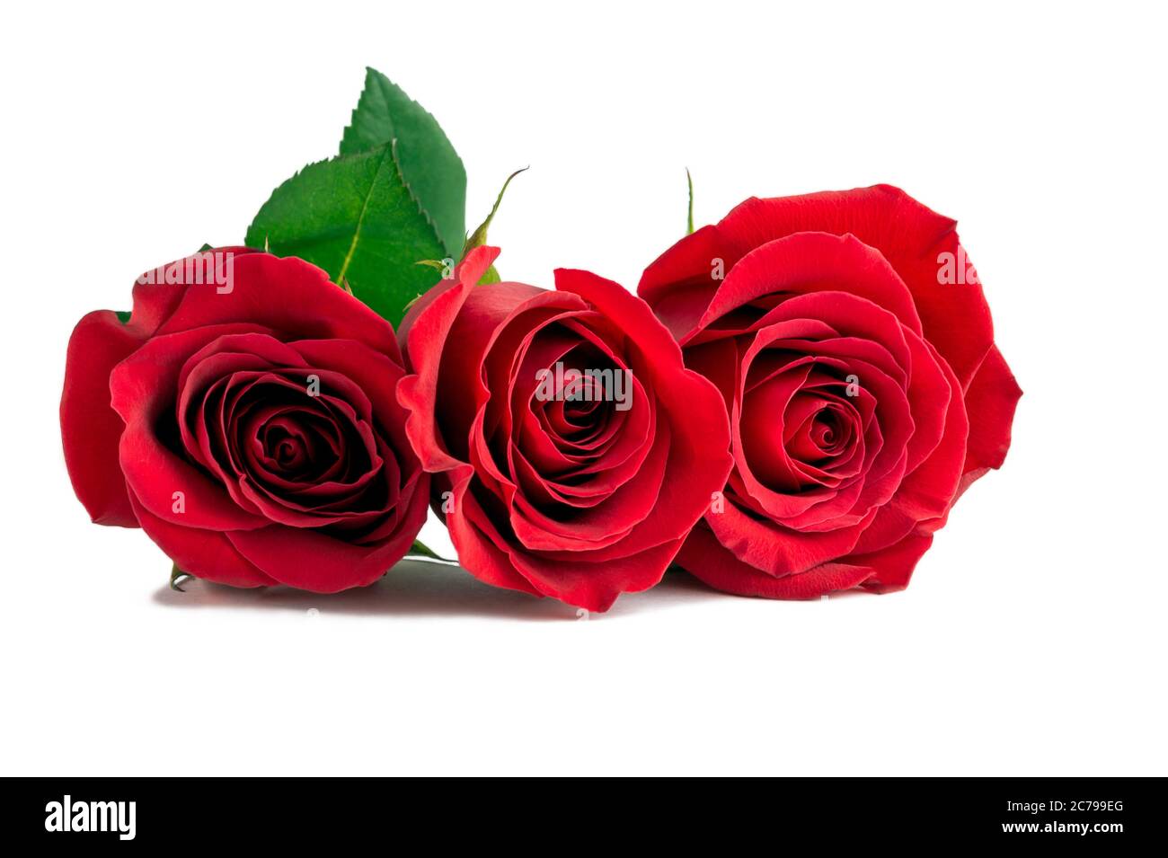 Three Red Rose Flowers Isolated On White Background Stock Photo Alamy