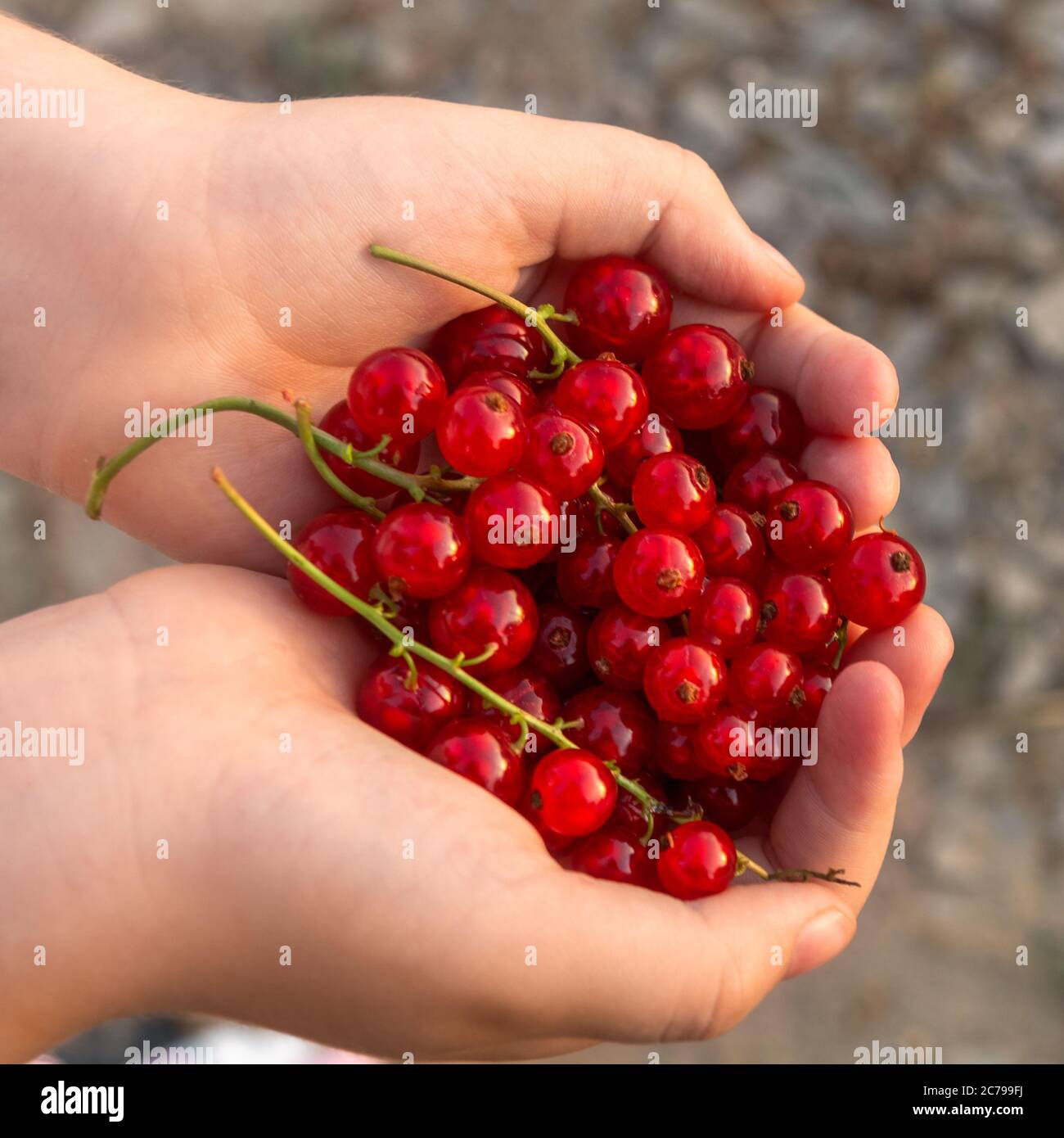 A little girl, holding red currants in her hands, making shape of heat, freshly gathered. Healthy eating, vegetarian food and people concept Stock Photo