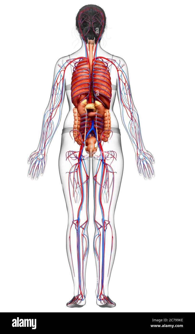 3d rendered medically accurate illustration of the female circulatory