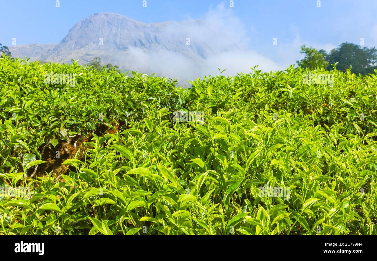 Tea plantation with close view of tea leaves ripe for harvesting on a bright sunny morning with hills in background under blue sky in Munnar, India. Stock Photo