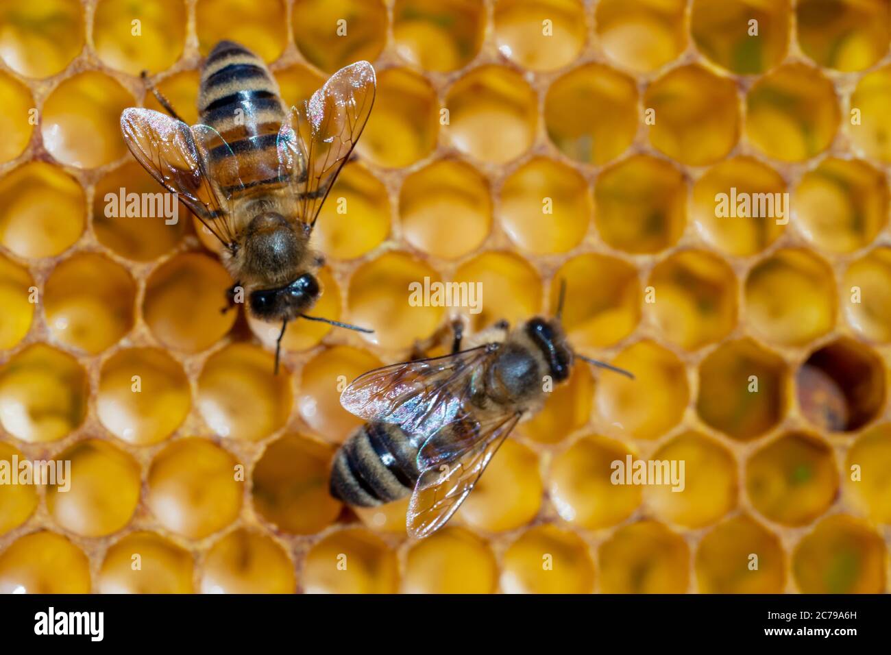 Honey bees hive nature hi-res stock photography and images - Alamy