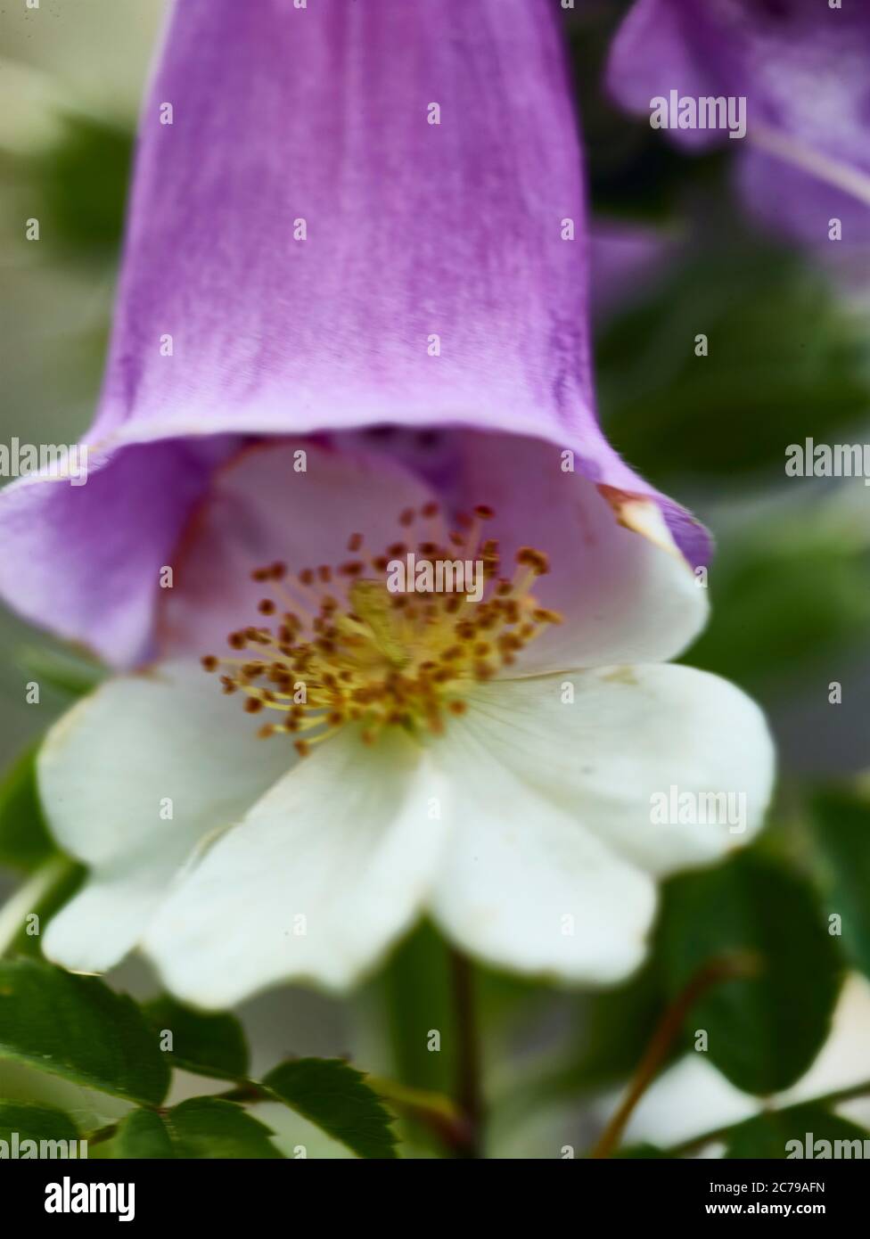 Digitalis and wild rose flowers unexpectedly together in a London urban