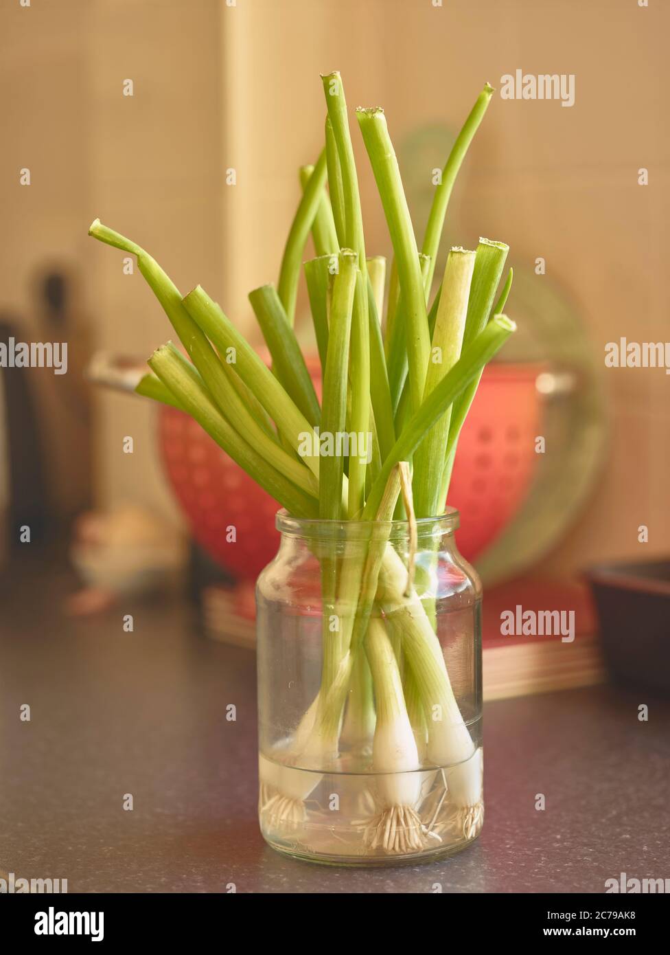 Spring onions freshening in a jar with water in a kitchen setting Stock
