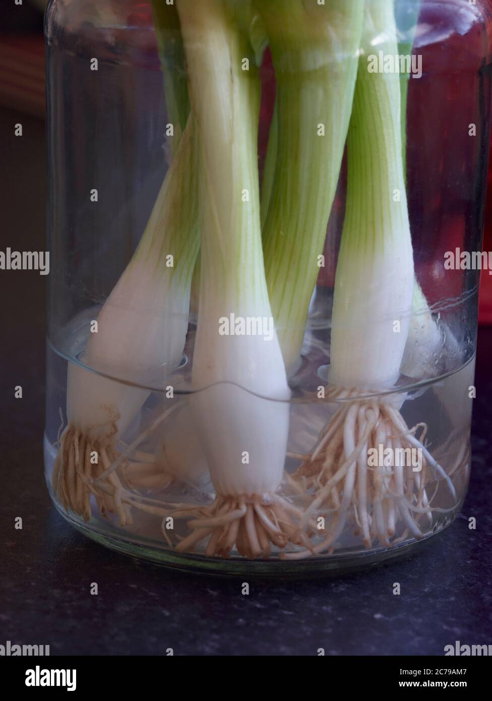 Spring onions freshening in a jar with water in a kitchen setting Stock