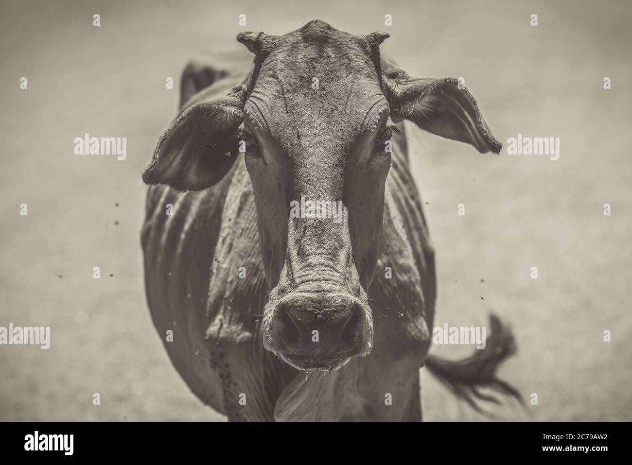 Cow portrait close up hi-res stock photography and images - Alamy