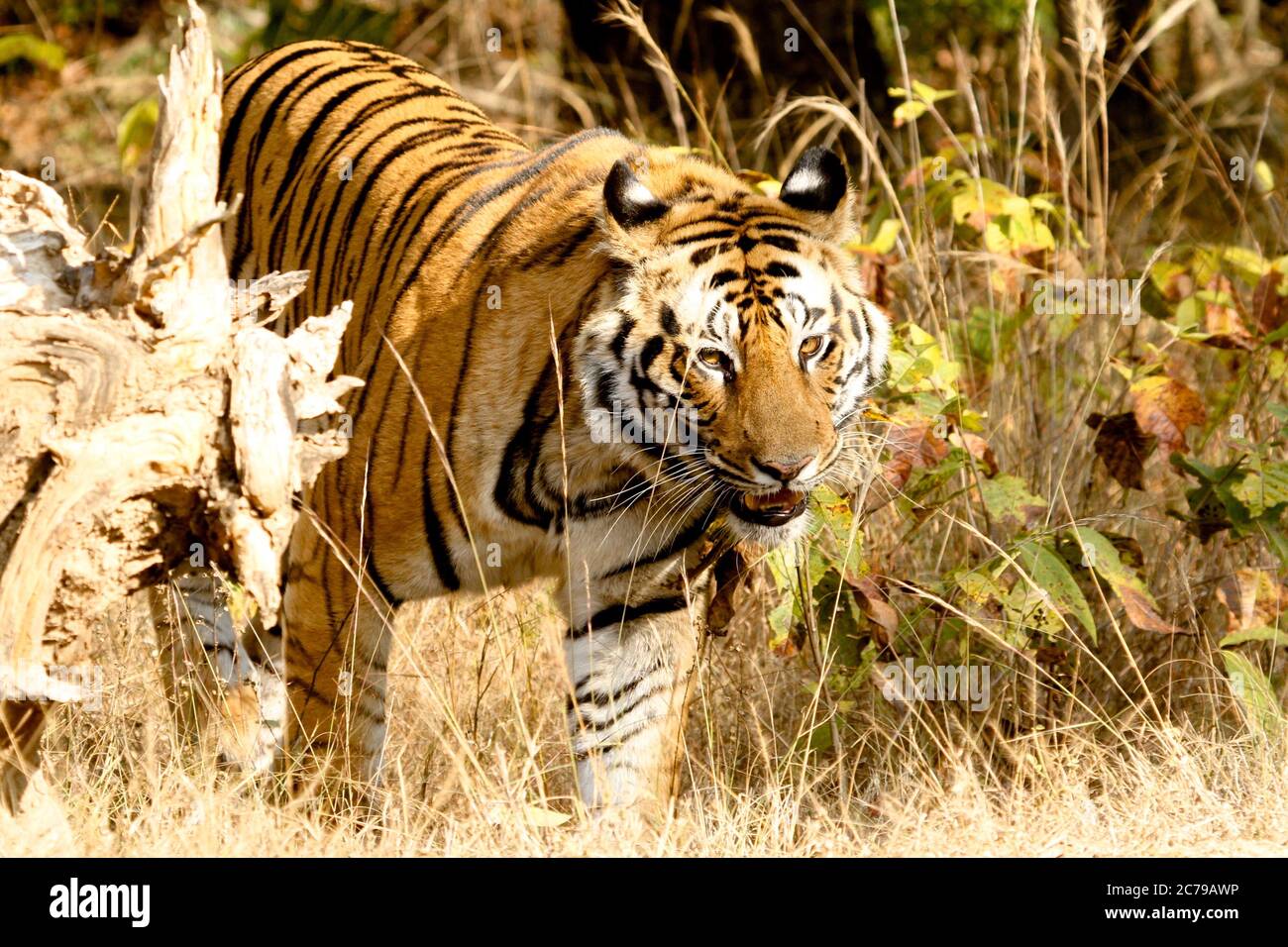 Bengal Tiger, Bandhavgarh National Park Stock Photo