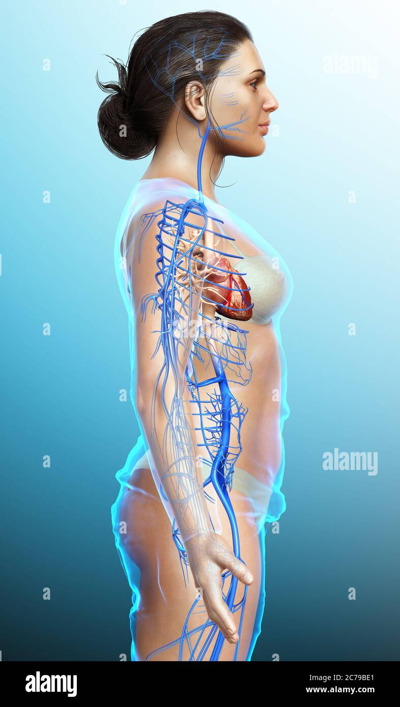 3d rendered medically accurate illustration of a female Veins anatomy