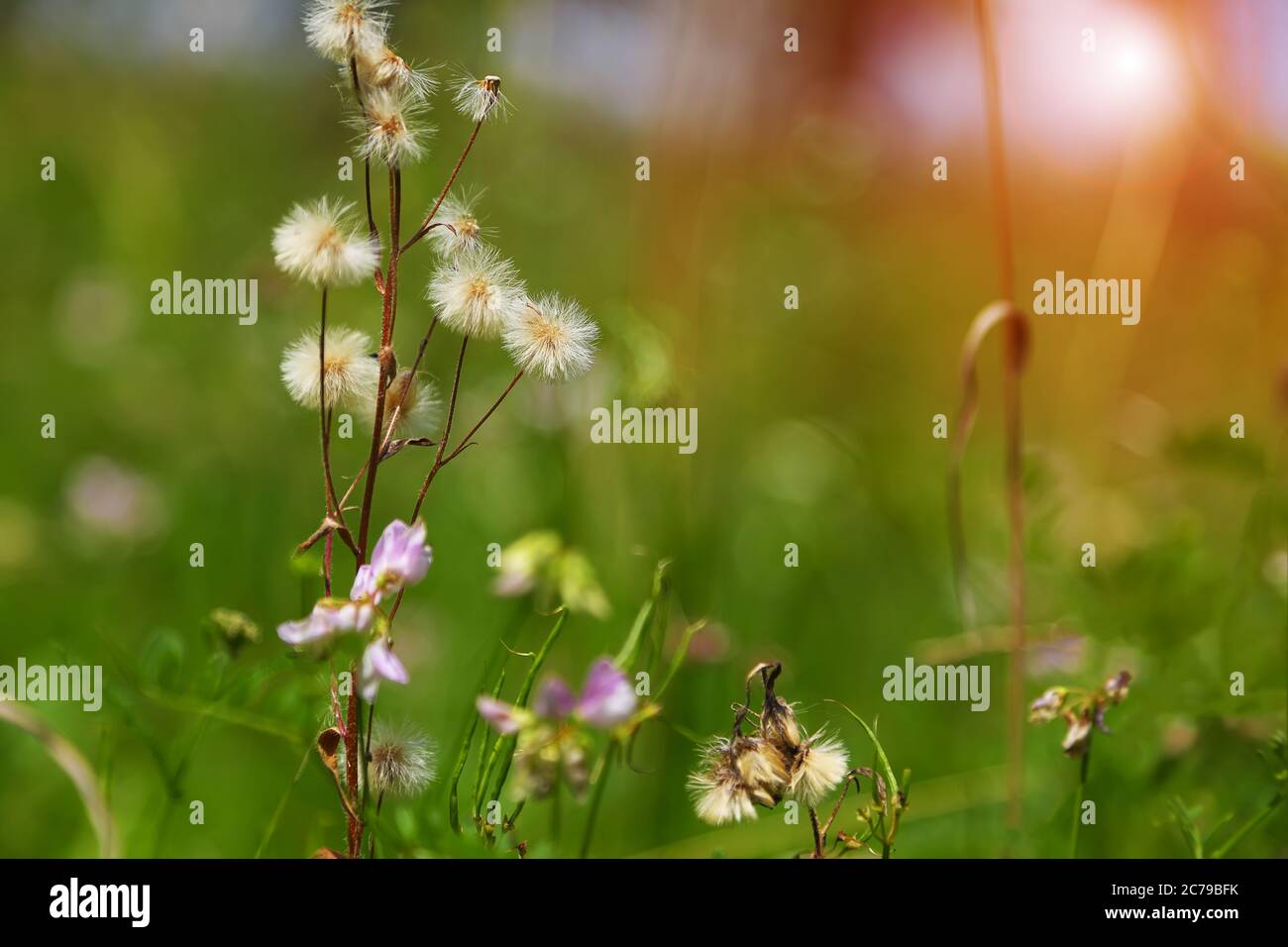 Untouched nature shoot hi-res stock photography and images - Alamy