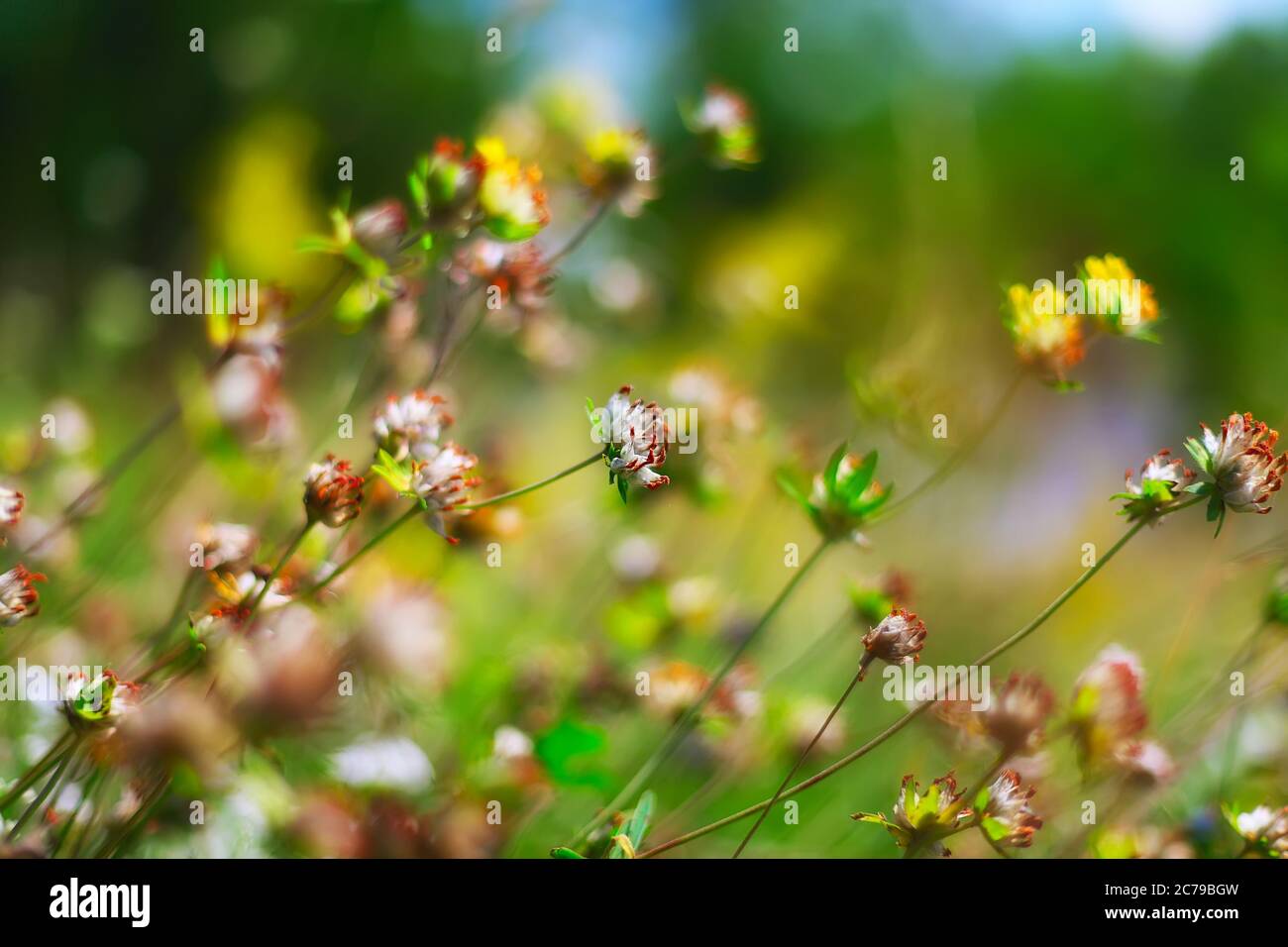 field of clover flowers. shallow depth of field Stock Photo