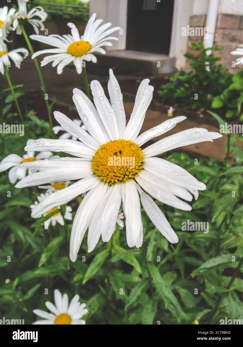 close up on a white daisy flower on a garden bush with some raindrops over the petals Stock Photo