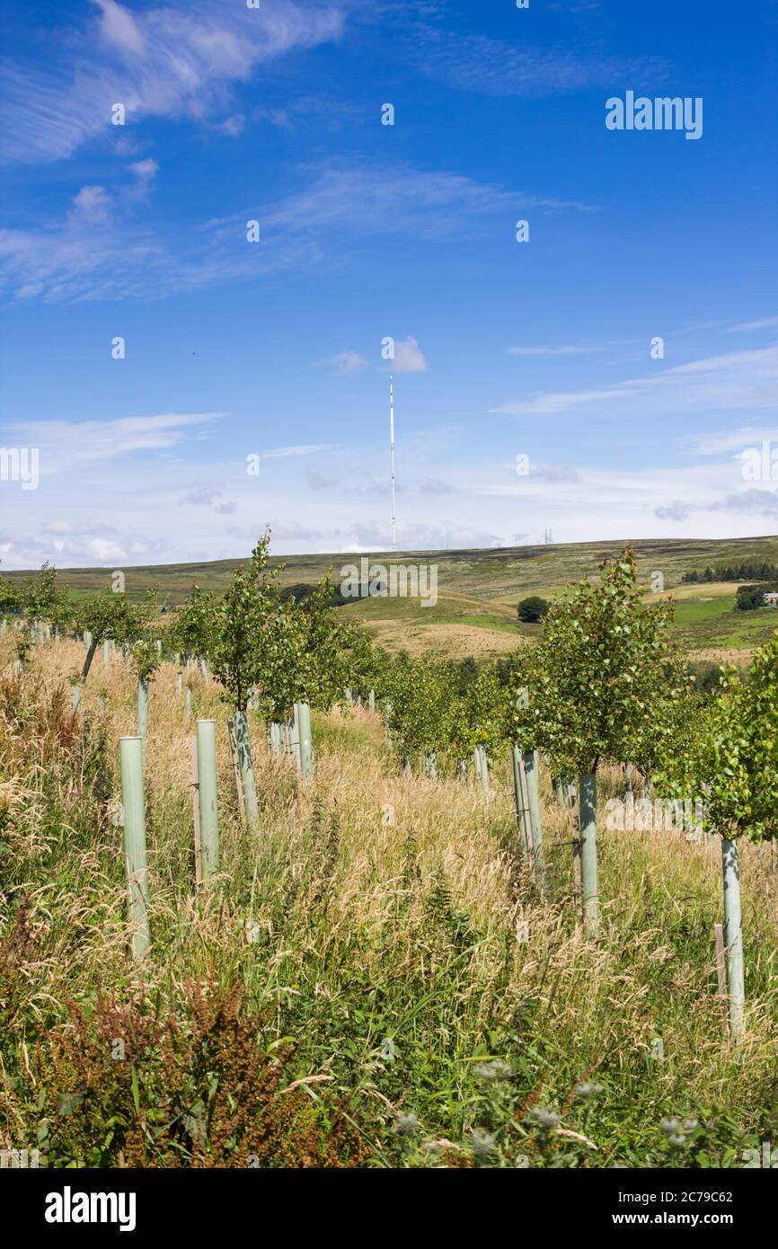 Silver birch tree saplings recently planted at the Woodland Trust Smithills Estate site in Bolton, Beyond the plantation is the Winter Hill TV transmi Stock Photo