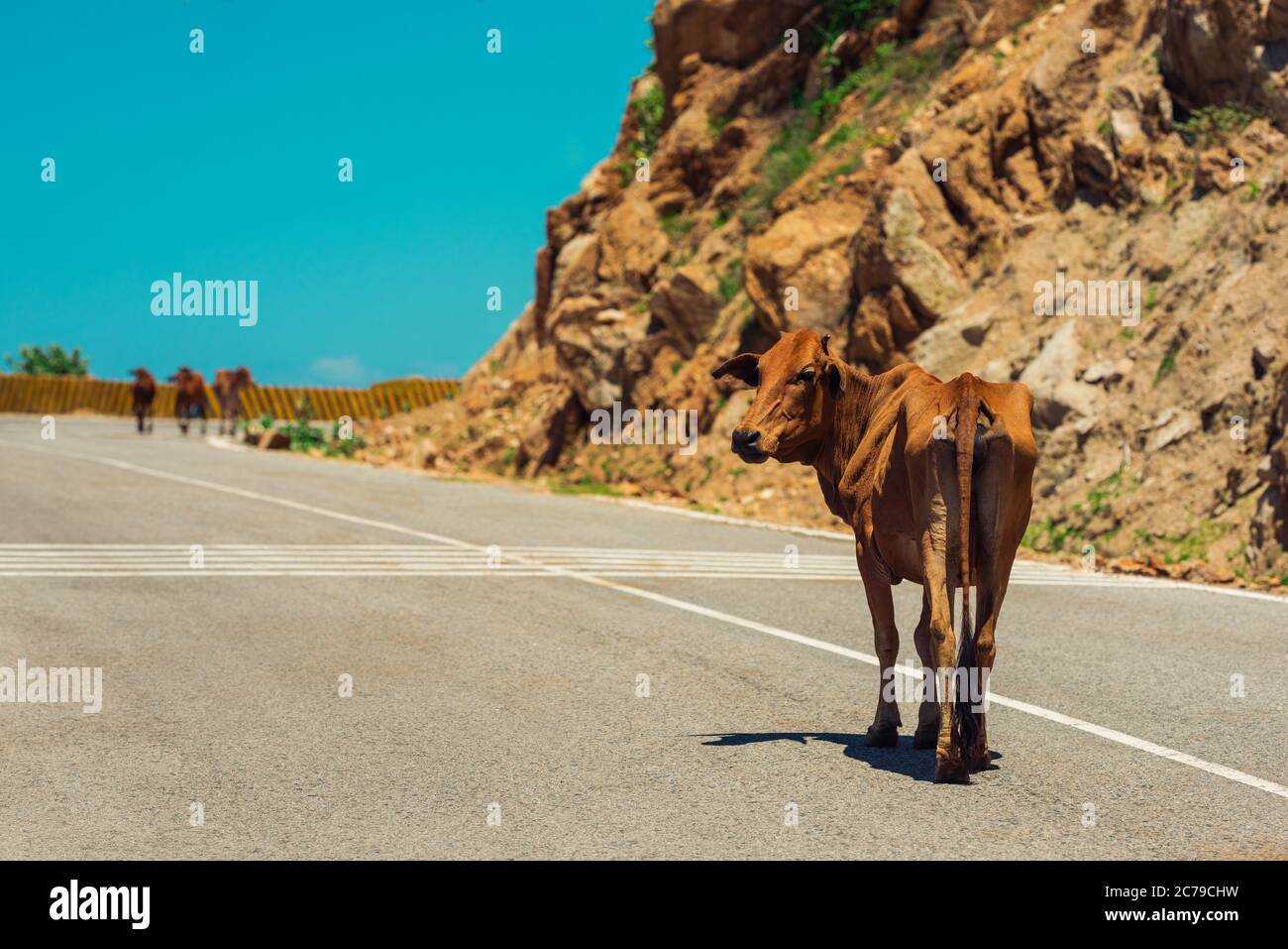 Dairy farmer walking cows hi-res stock photography and images - Alamy