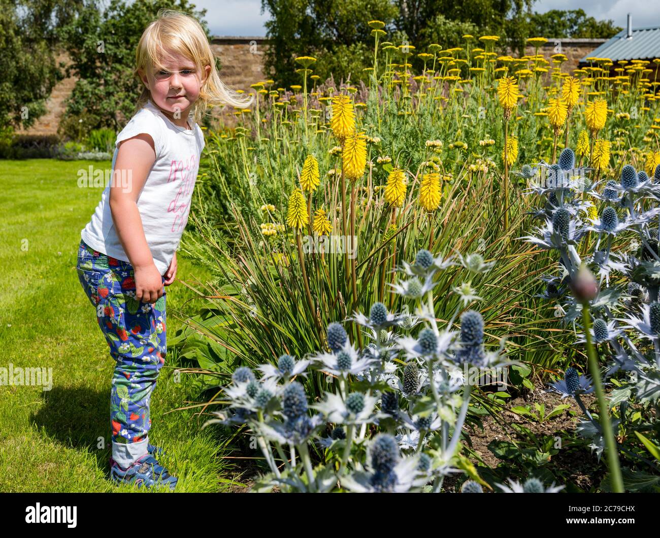 Haddington, East Lothian, Scotland, UK, 15th July 2020. Amisfield Walled Garden reopens: 18th century garden, one of the largest in Scotland.  It is now open 3 days a week with an online booking system after lockdown restrictions eased during the Covid-19 pandemic. Joni, aged 3 years, enjoys the colourful flowers, including red hot poker plants or lemon torch lilies (tritoma) and sea holly (Eryngium) in the Summer sunshine Stock Photo