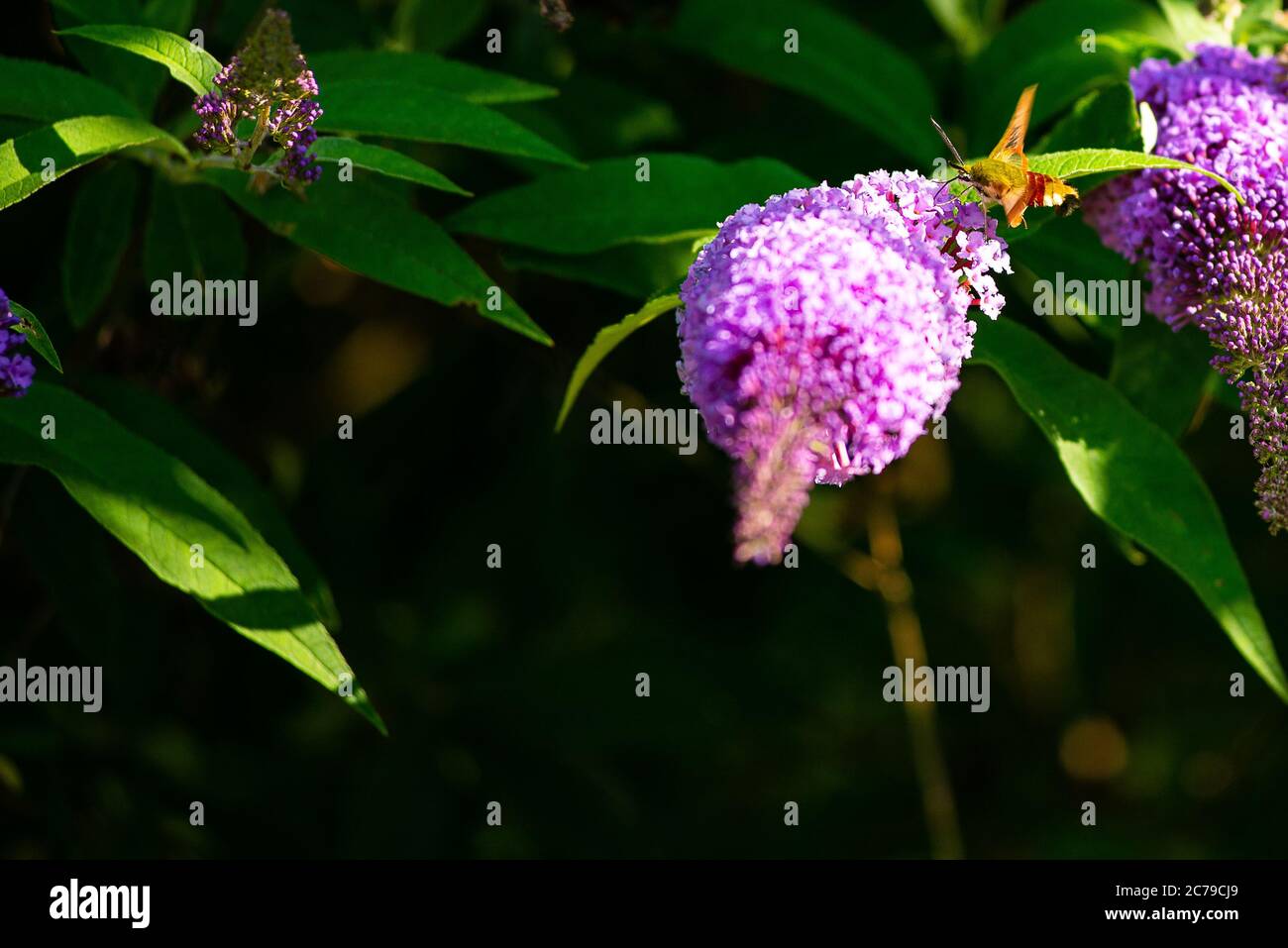 A broad-bordered bee hawk-moth drinks nectar from a flower in a garden Stock Photo
