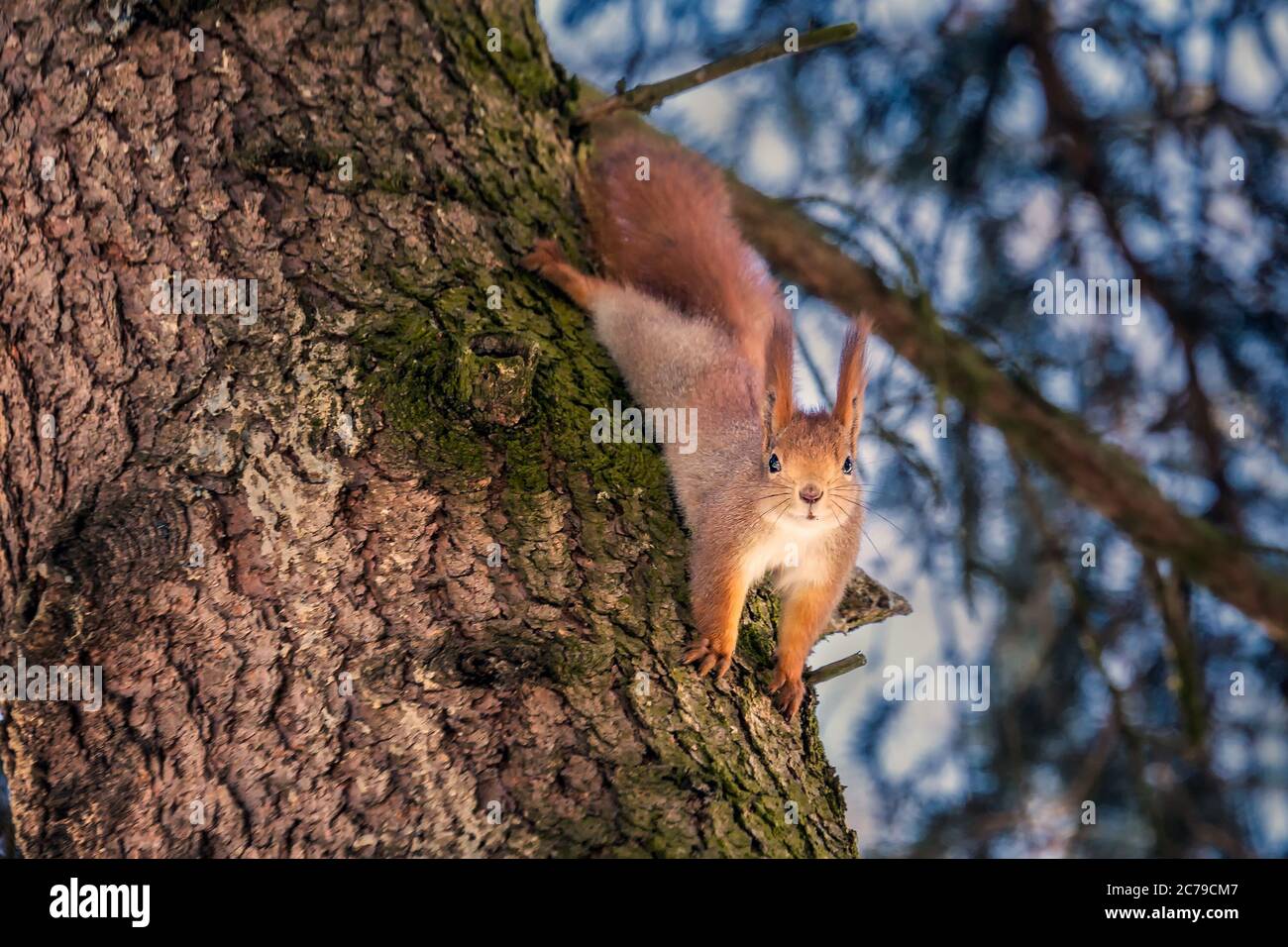 Panoramic winter landscape. Squirrel on the snow in forest with inclined trees, Minsk, Belarus. Stock Photo