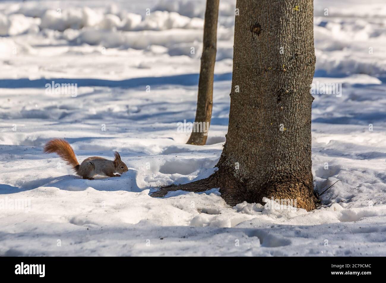 Panoramic winter landscape. Squirrel on the snow in forest with inclined trees, Minsk, Belarus. Stock Photo