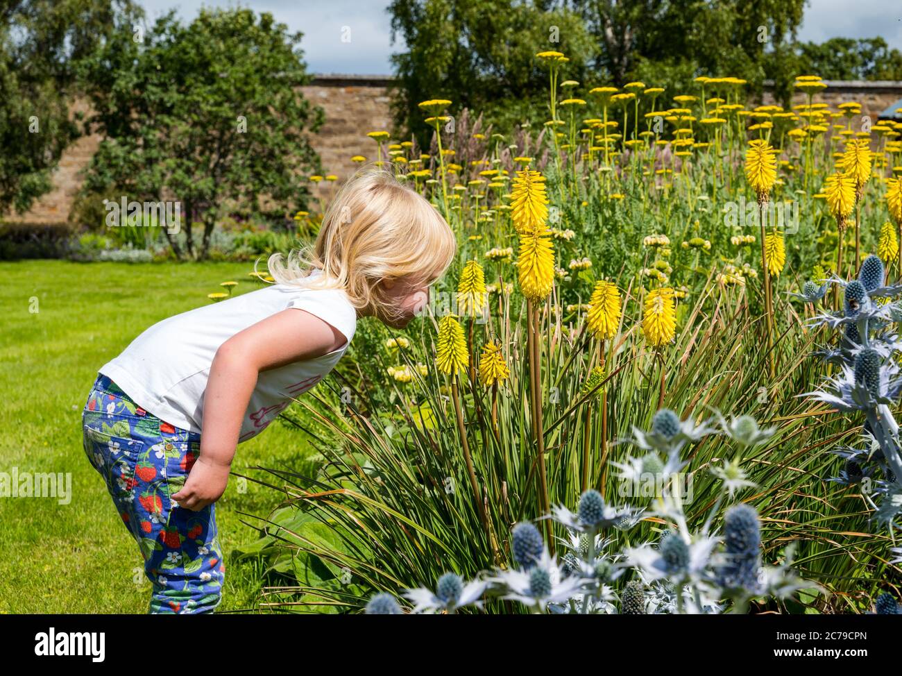 Haddington, East Lothian, Scotland, UK, 15th July 2020. Amisfield Walled Garden reopens: 18th century garden, one of the largest in Scotland.  It is now open 3 days a week with an online booking system after lockdown restrictions eased during the Covid-19 pandemic. Joni, aged 3 years, smells the colourful flowers including yellow red hot poker plants or lemon torch lilies (tritoma) and sea holly (Eryngium) in the Summer sunshine Stock Photo