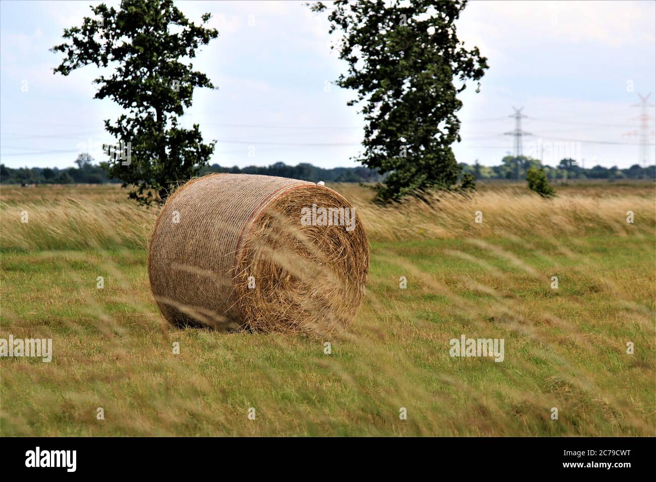 Round bale of hay on the meadow Stock Photo - Alamy