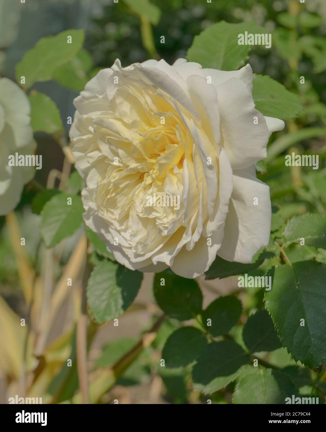 White roses in full bloom. White rose flower with green leaves