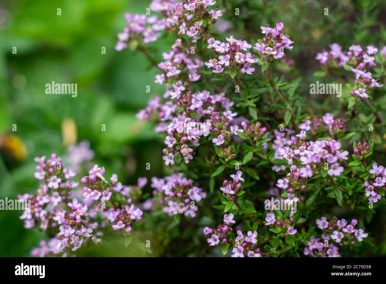 Blooming thymus or thyme bush. Culinary and decorative herb Stock Photo