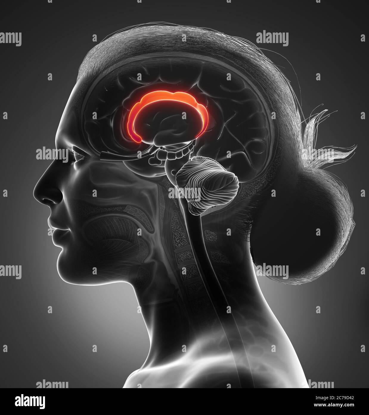 3d rendered medically accurate illustration of the brain anatomy Stock Photo