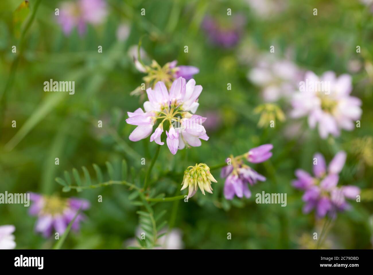 Securigera varia, Coronilla varia, crownvetch, purple crown vetchn pink meadow flowers closeup Stock Photo