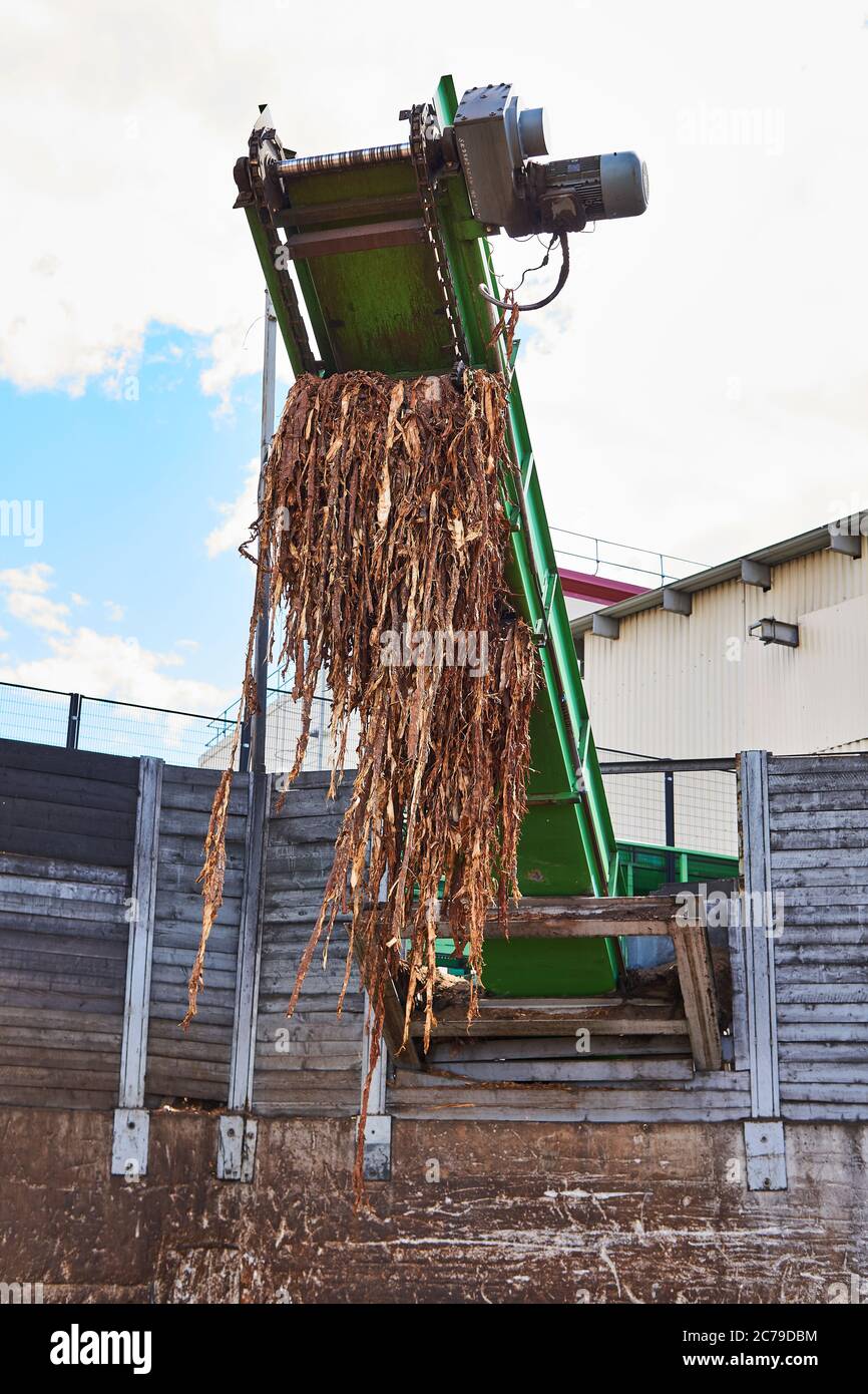 close-up conveyor of stationary industrial wood shredder producing wood chips from bark Stock Photo