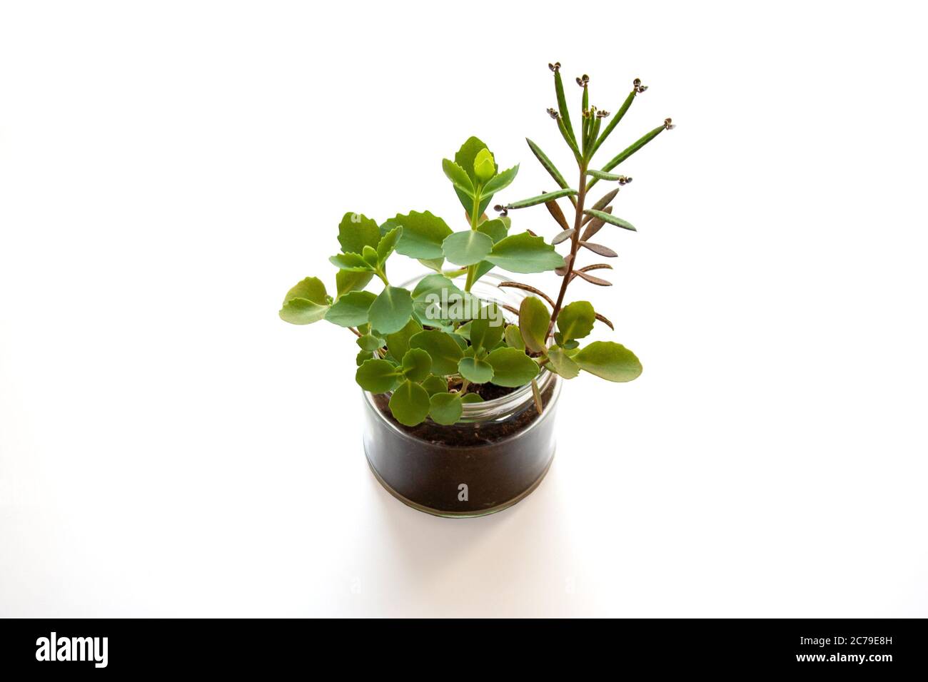 Succulent plants in glass jar isolated on white background Stock Photo ...