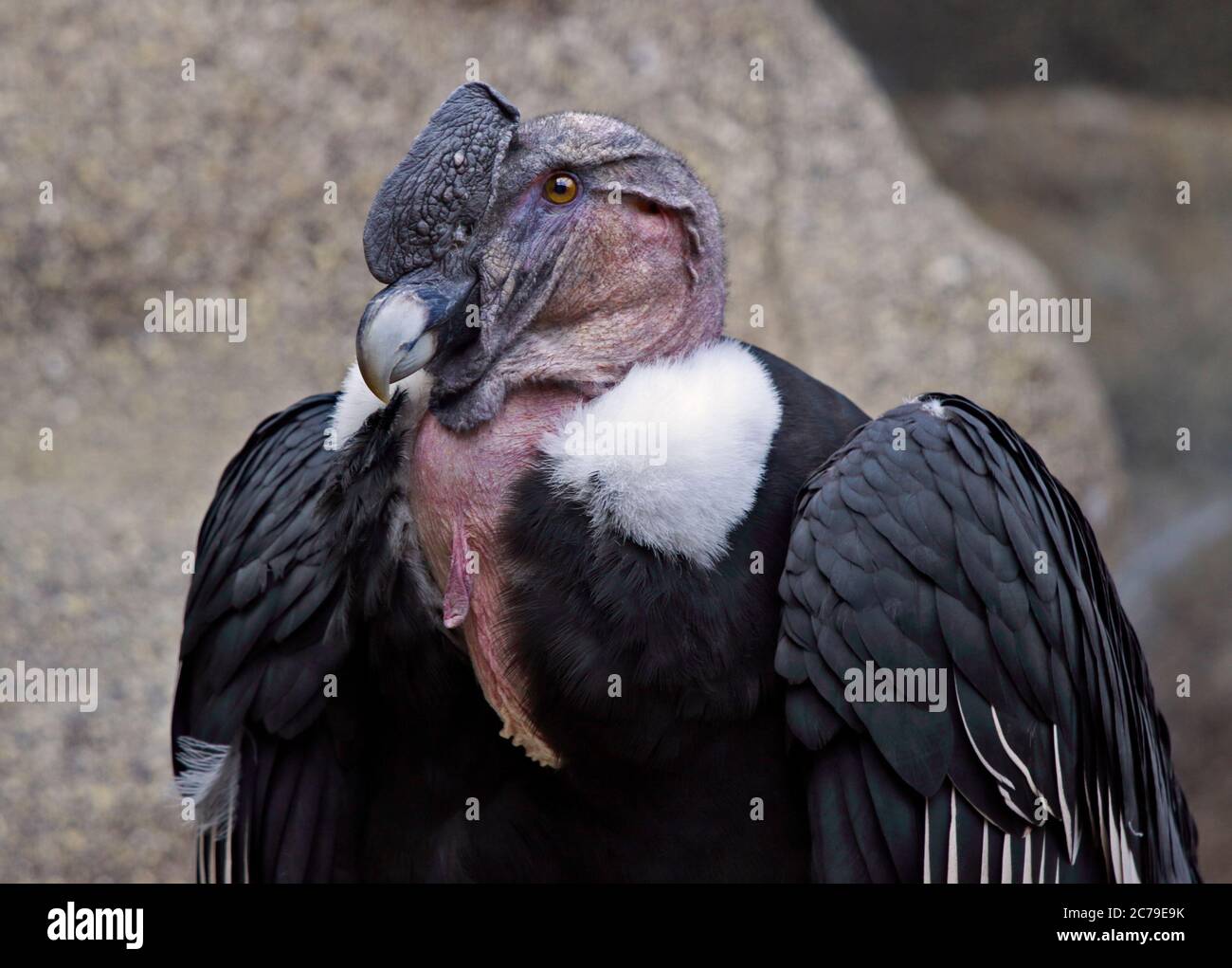 Andean Condor (vultur gryphus) male Stock Photo