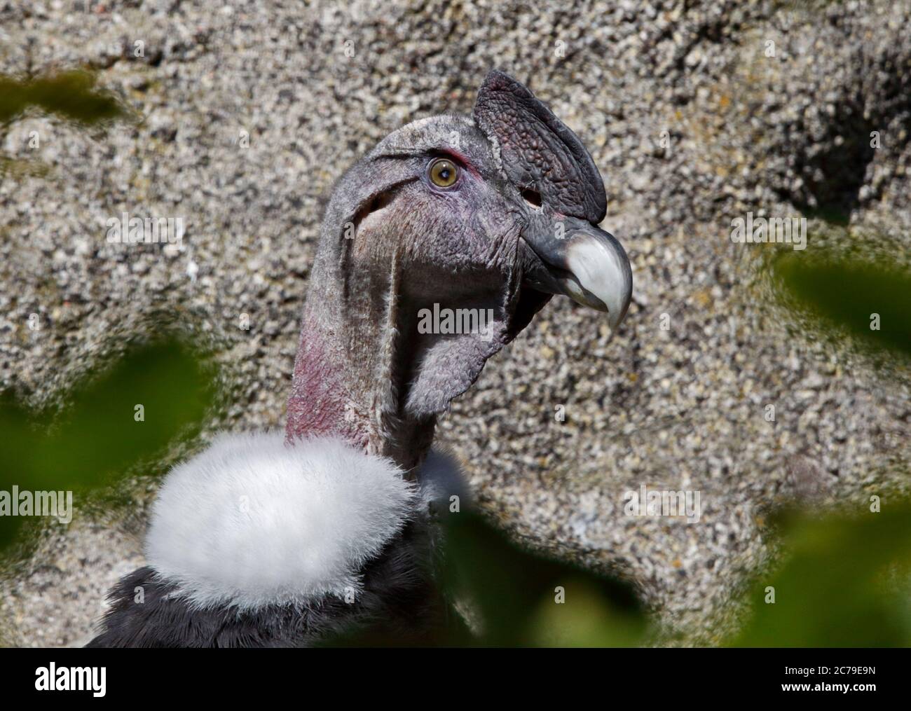 Andean Condor (vultur gryphus) male Stock Photo