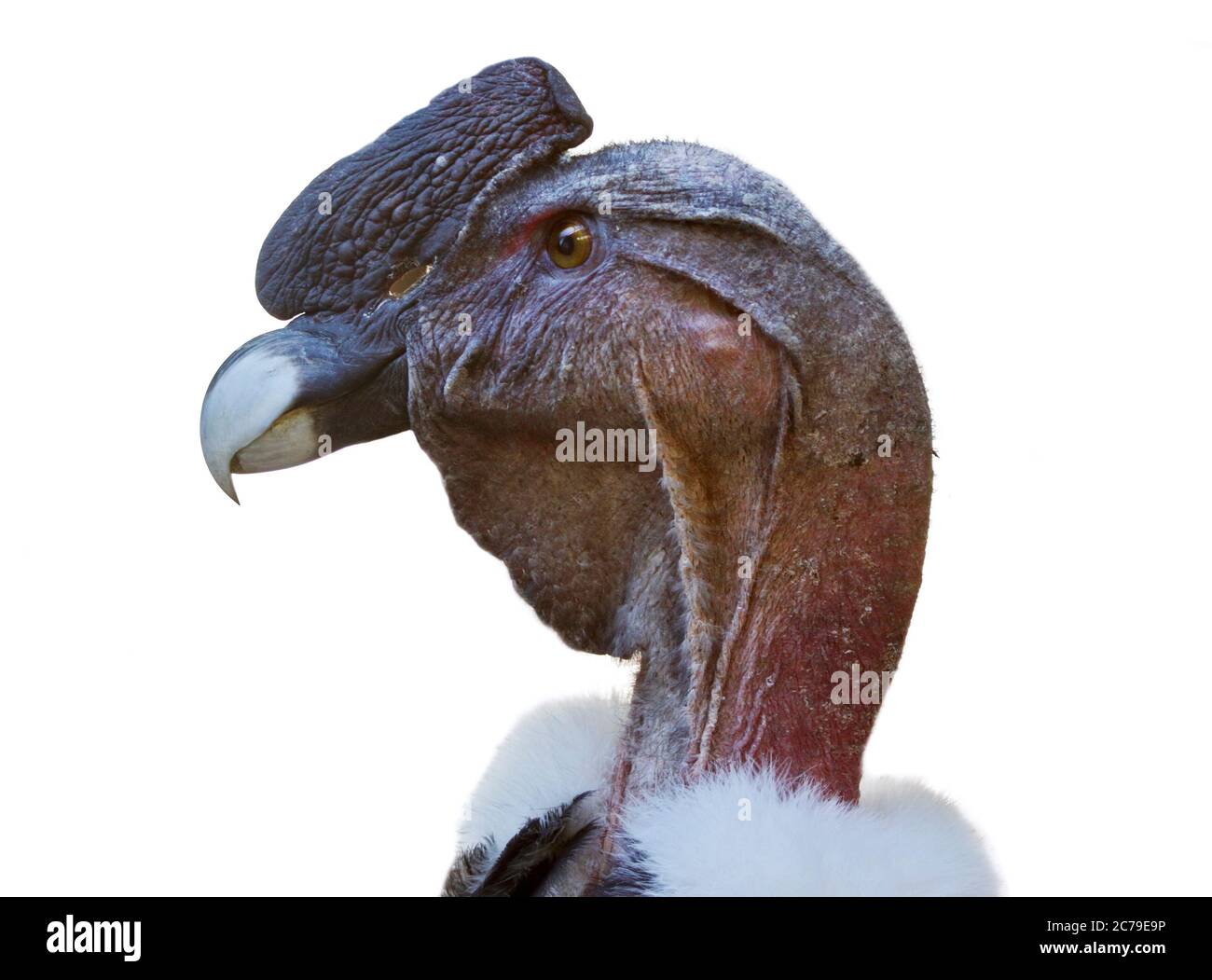 Andean Condor (vultur gryphus) male Stock Photo