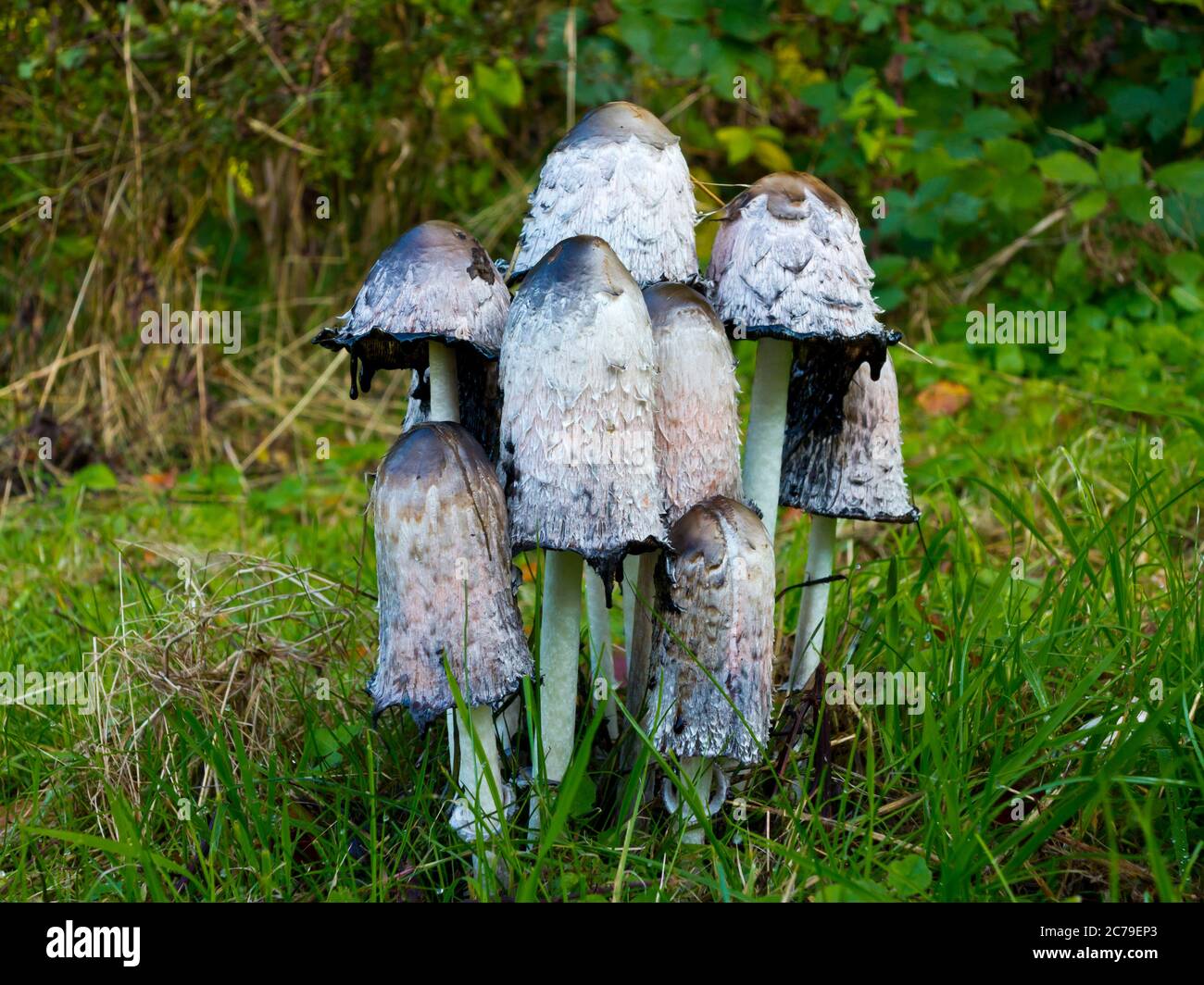 Coprinopsis atramentaria, commonly known as the common ink cap or inky cap mushroom growing on a patch of grass. Stock Photo