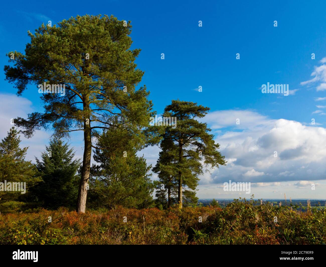 Trees at Lickey Hills Country Park which lies ten miles south west of the city of Birmingham in the West Midlands England UK. Stock Photo