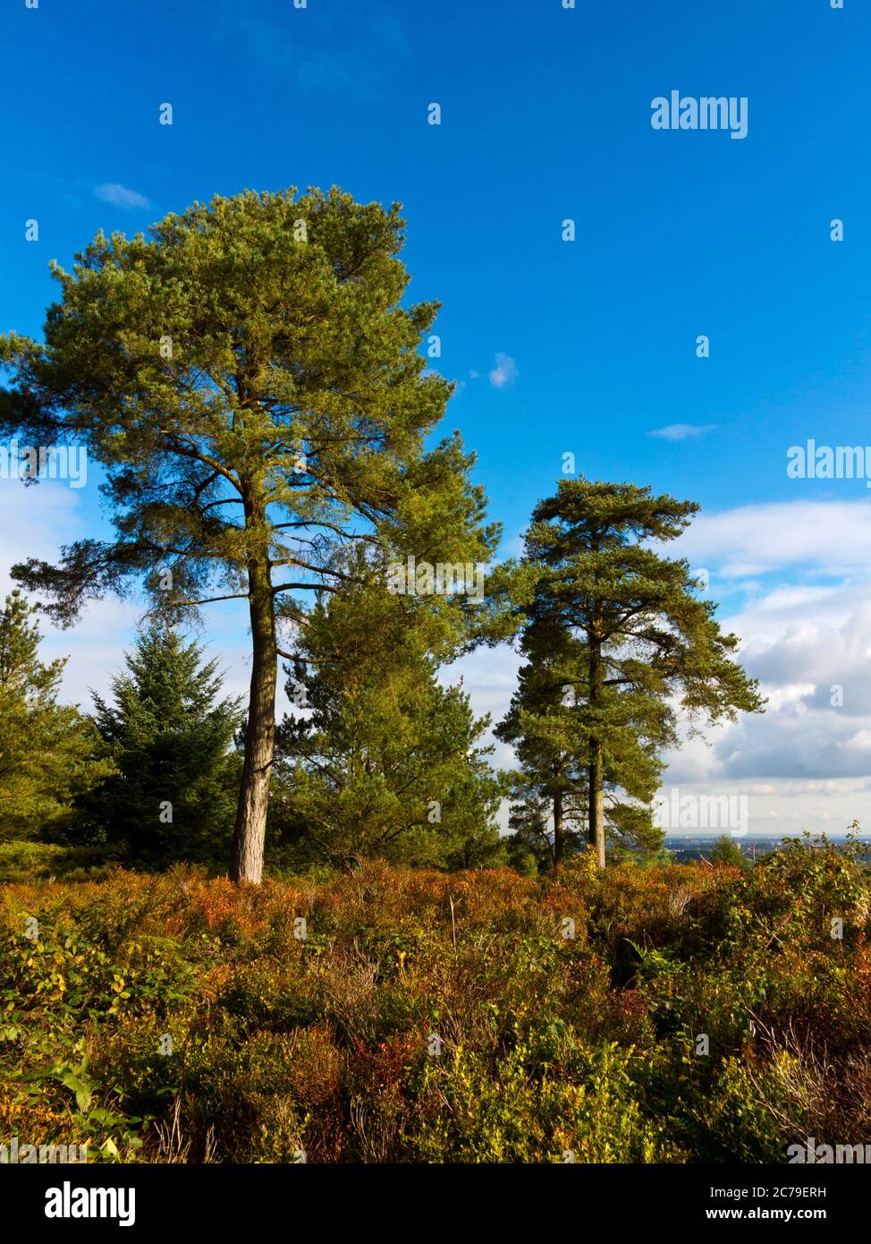 Trees at Lickey Hills Country Park which lies ten miles south west of the city of Birmingham in the West Midlands England UK. Stock Photo