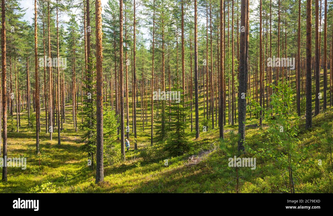 Pinus sylvestris female hi-res stock photography and images - Alamy