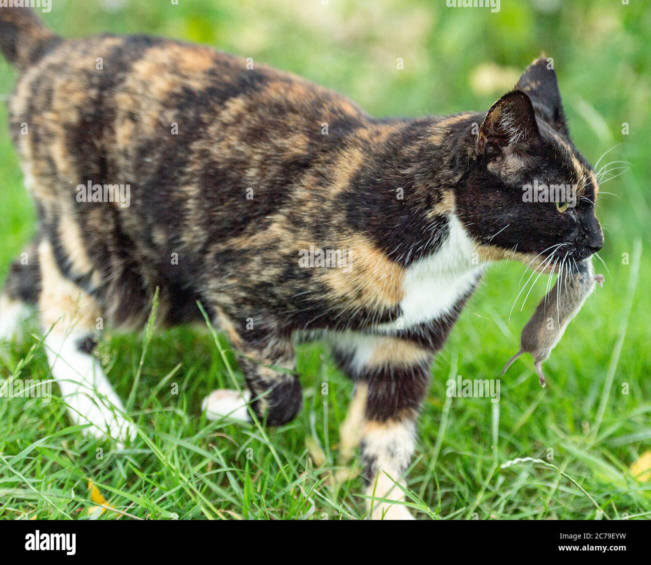 cat carrying vole mouse that it has caught Stock Photo