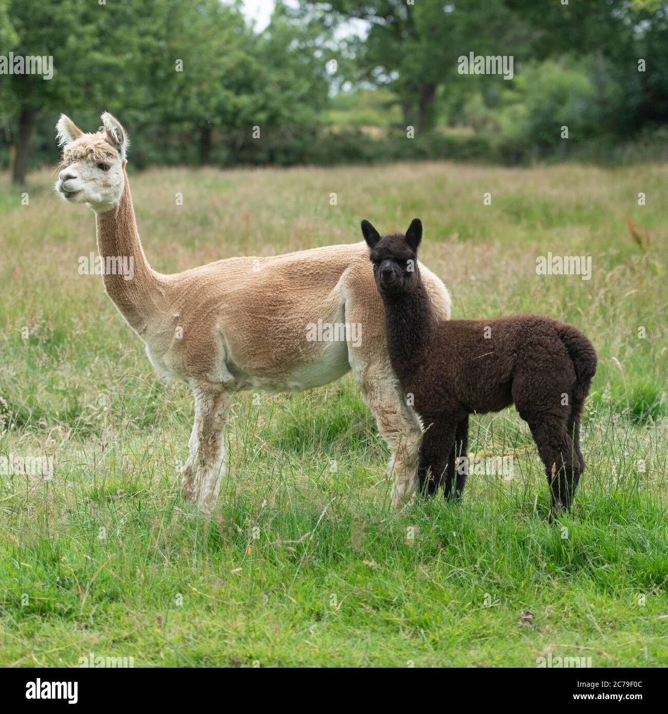 Alpaca , Vicugna pacos mother and baby Stock Photo