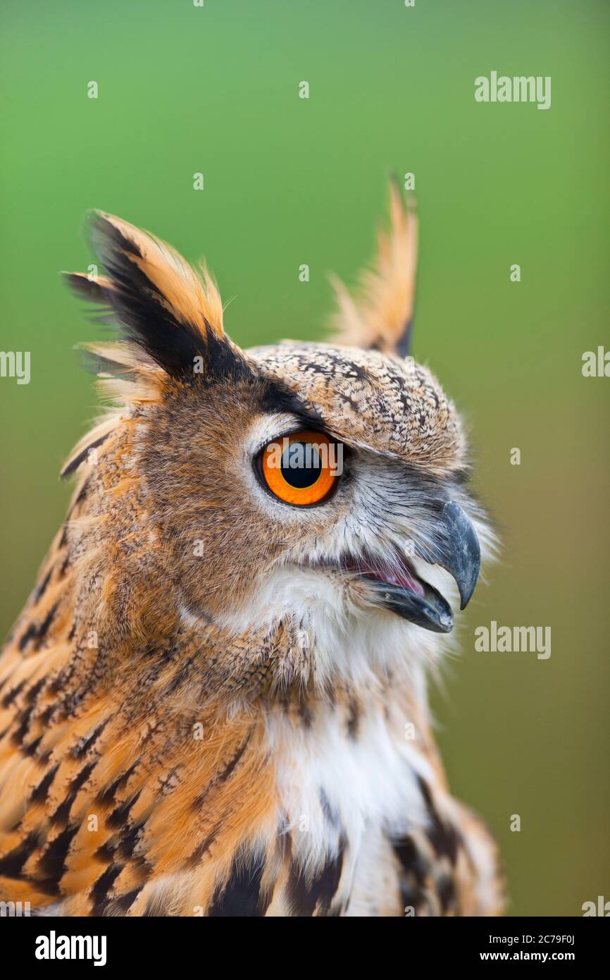 eurasian-eagle-owl-buho-real-bubo-bubo-stock-photo-alamy