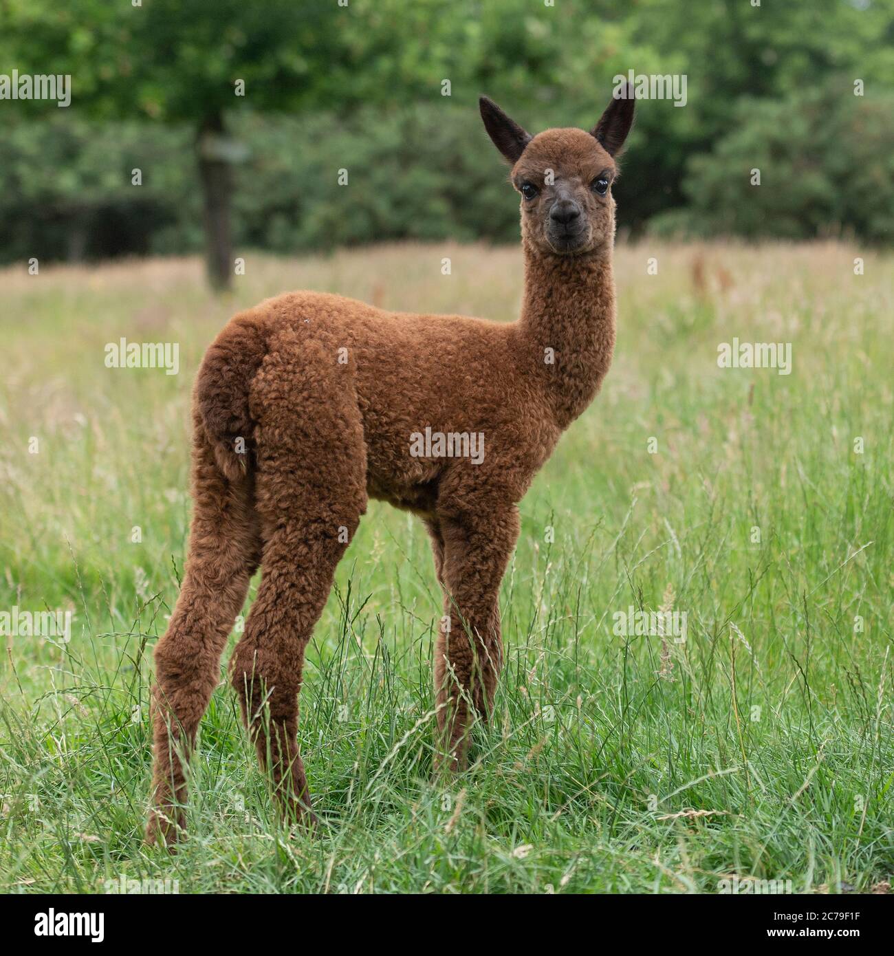 Side view of baby alpaca hi-res stock photography and images - Alamy