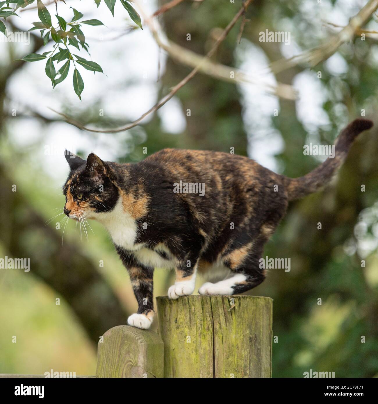 cat outside stalking Stock Photo