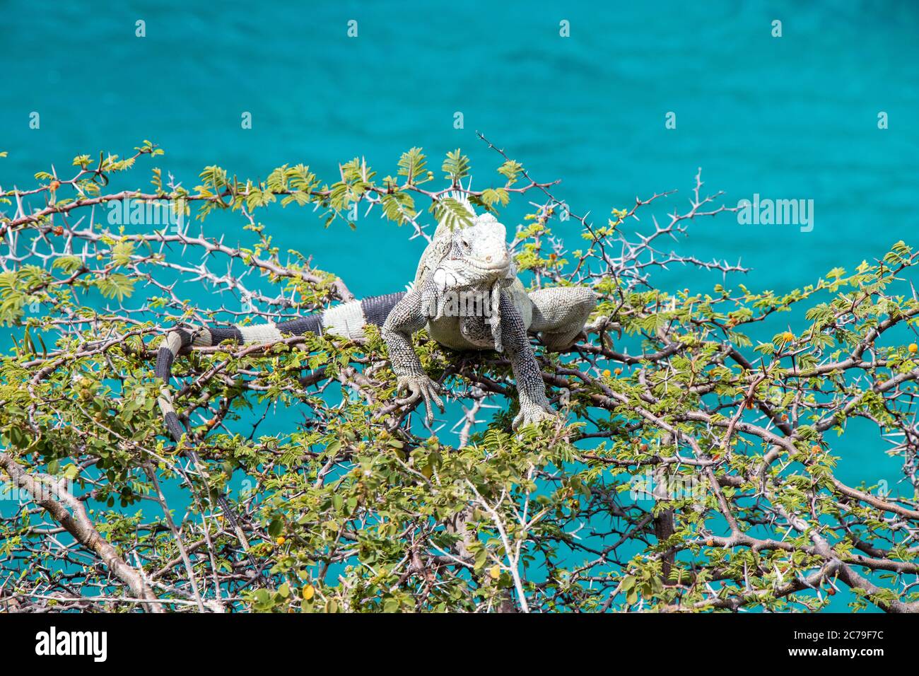 Iguana on a shrub over the sea on Curacao Wildlife Stock Photo