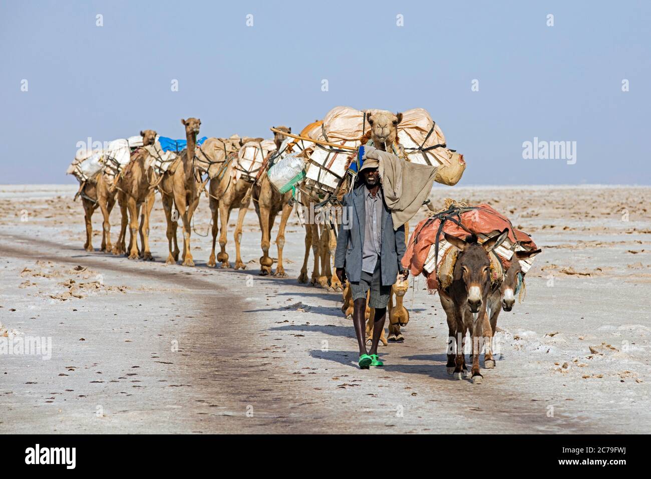 Cameleer of the Afar / Danakil tribe leading camel train / salt caravan with camels through Danakil Desert, hottest place on Earth, Ethiopia, Africa Stock Photo